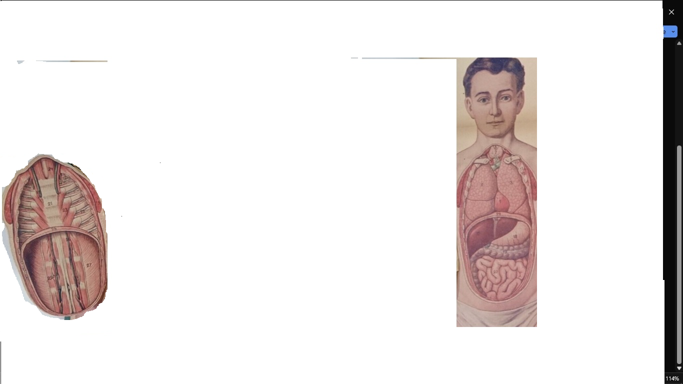 A close-up of a human body

Description automatically generated