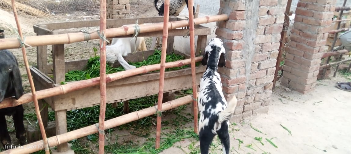 A picture containing ground, outdoor, mammal, wild dog

Description automatically generated