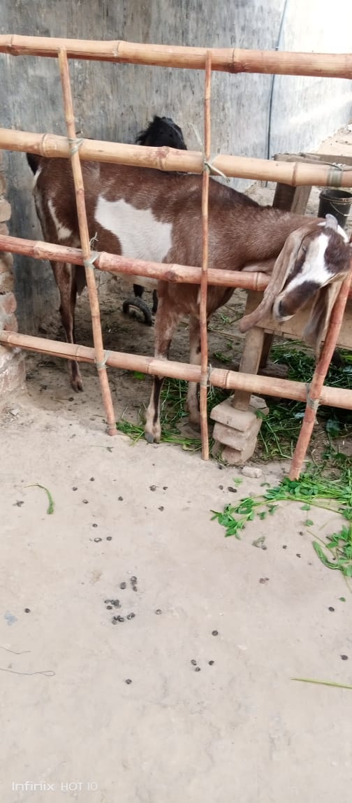 A cow behind a fence

Description automatically generated with low confidence